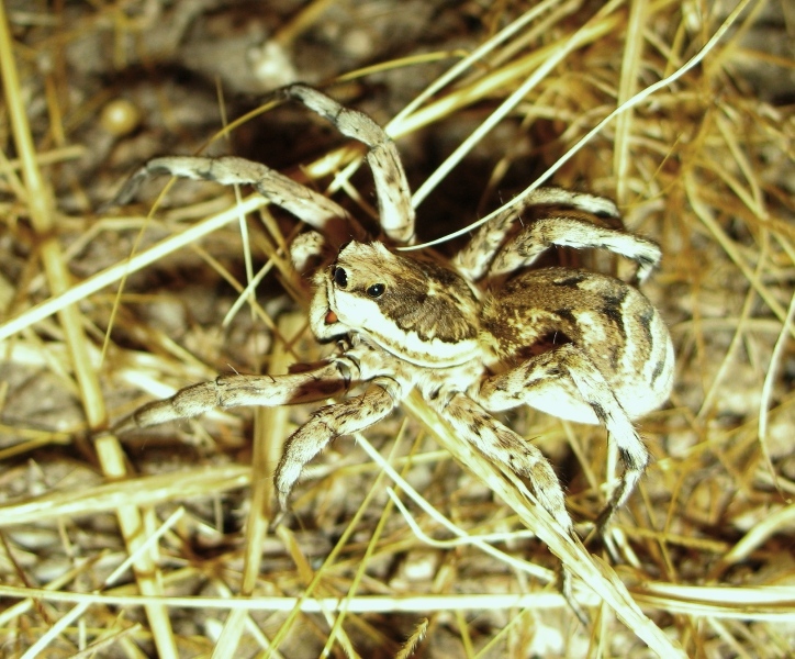 Allocosa oculata - Sud Sardegna (CA)